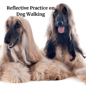 Asked to walk Afghan dogs like this, a reflective experience